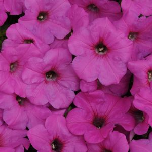 Petunias (Easy Wave)